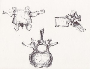 vertebres  1